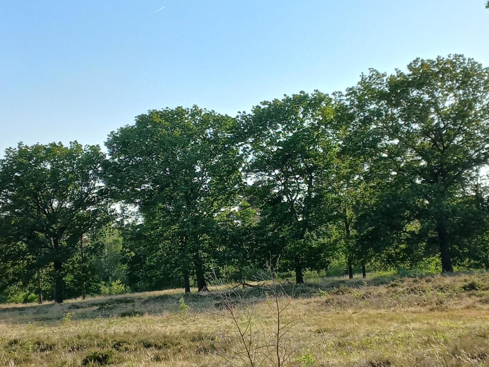 Vogelzang Villa Hattemerbroek Kamer foto